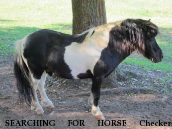 SEARCHING FOR HORSE Checkers, REWARD  Near Earlysville, VA, 22936